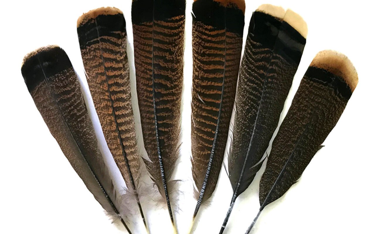 Fishingcape turkey tail (3)